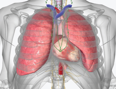 Respiratory Support